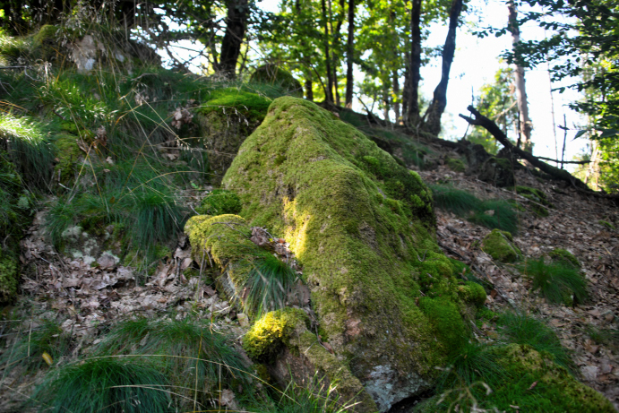 Menhir du "Fou de Verdun"