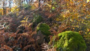 Pierres du "Bois des Montées"