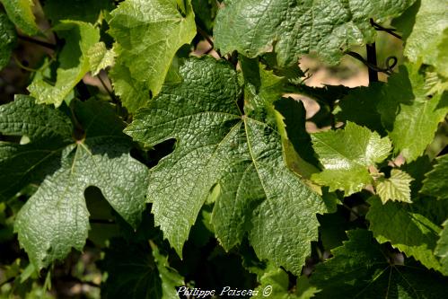 Renaissance des vignobles du Nivernais