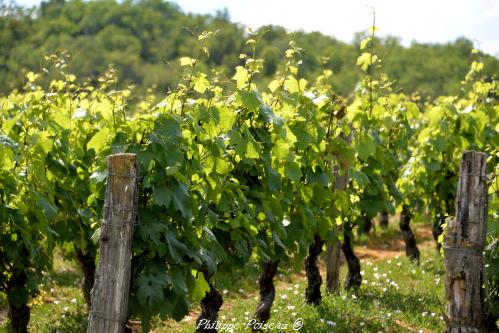 Renaissance des vignobles nivernais Nièvre Passion