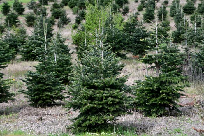 Sapins de Noël