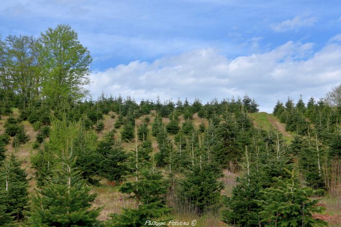 Sapins de Noël