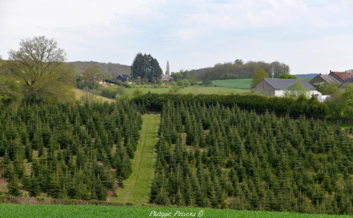 Sapins de Noël