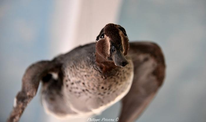 Taxidermiste de Boulon