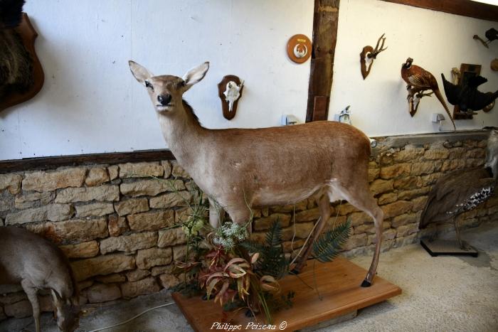 Taxidermiste de Boulon