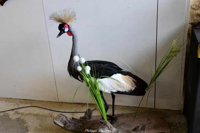 Taxidermiste de Boulon