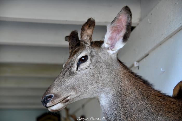 Taxidermiste de Boulon