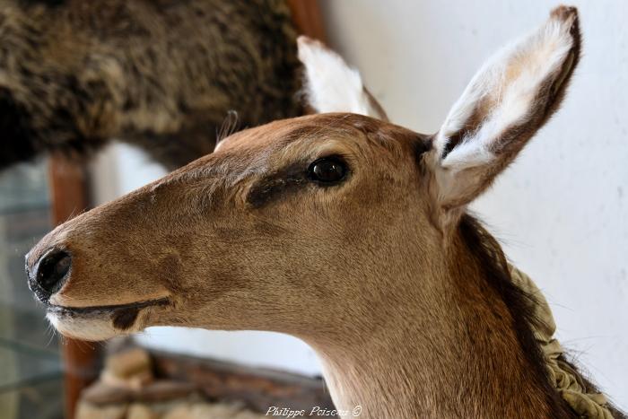 Taxidermiste de Boulon