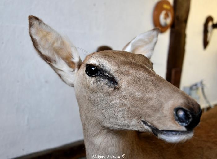 Taxidermiste de Boulon