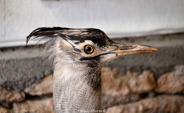 Taxidermiste de Boulon