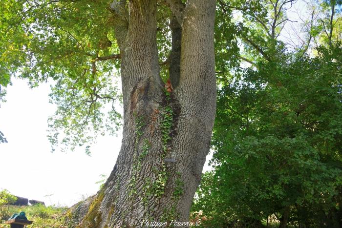 Vierge dans l'arbre 