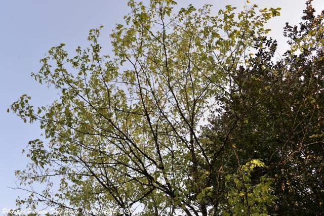 Un arboretum de la Forêt des Bertranges