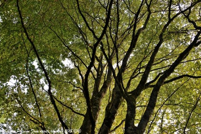 Un arboretum de la Forêt des Bertranges