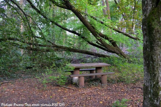 Un arboretum de la Forêt des Bertranges