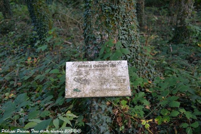 Un arboretum de la Forêt des Bertranges
