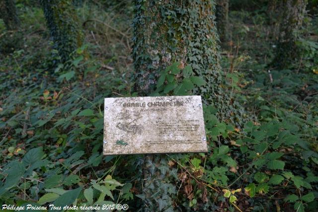 Bertranges Arboretum