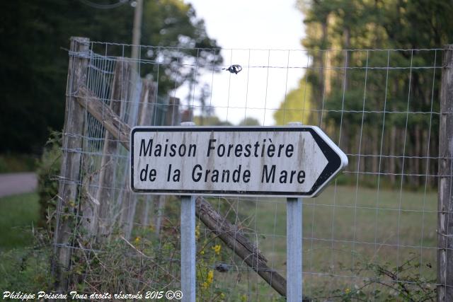Un arboretum de la Forêt des Bertranges