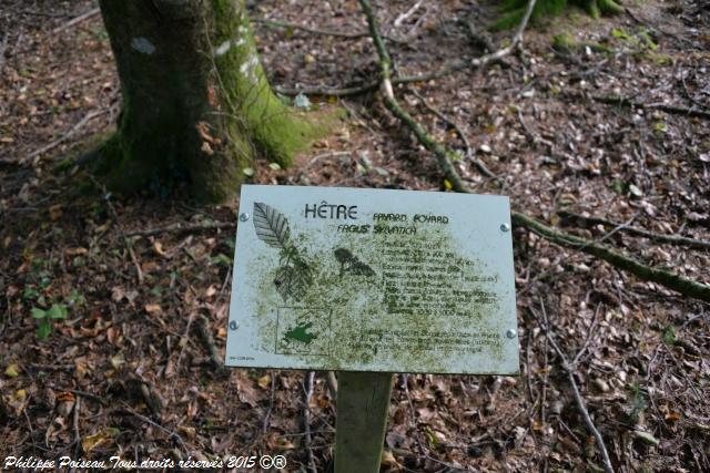 Un arboretum de la Forêt des Bertranges