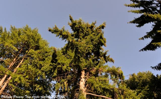 Un arboretum de la Forêt des Bertranges