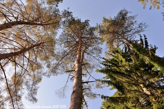 Un arboretum de la Forêt des Bertranges