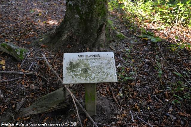 Un arboretum de la Forêt des Bertranges
