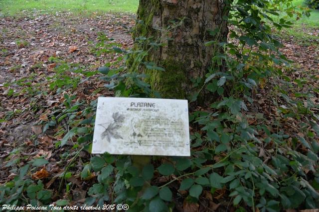 Un arboretum de la Forêt des Bertranges