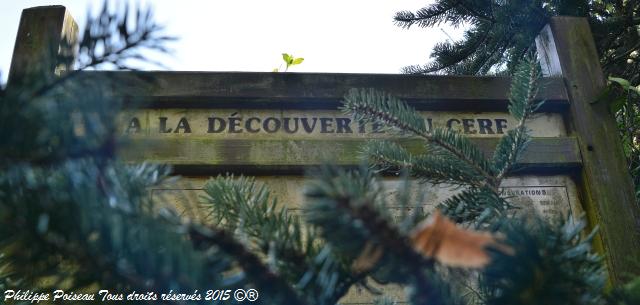 Un arboretum de la Forêt des Bertranges