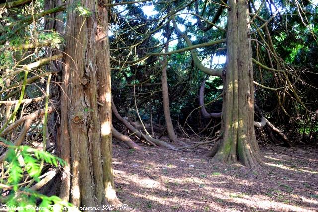 Un arboretum de la Forêt des Bertranges