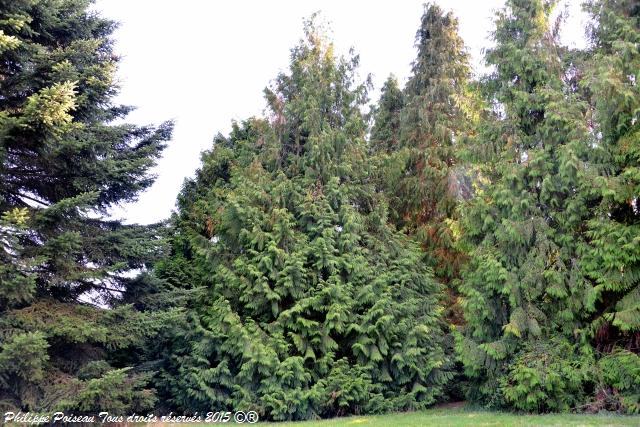 Un arboretum de la Forêt des Bertranges