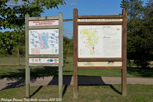 Un arboretum de la Forêt des Bertranges