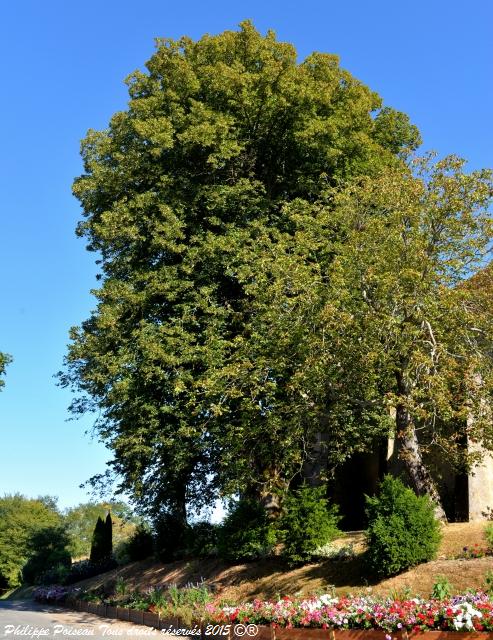 Tilleul de Montambert un arbre remarquable