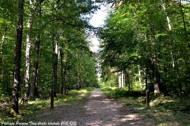 Forêt des Bertranges