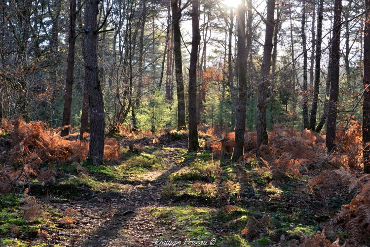 Mardelles de Prémery un remarquable patrimoine naturel