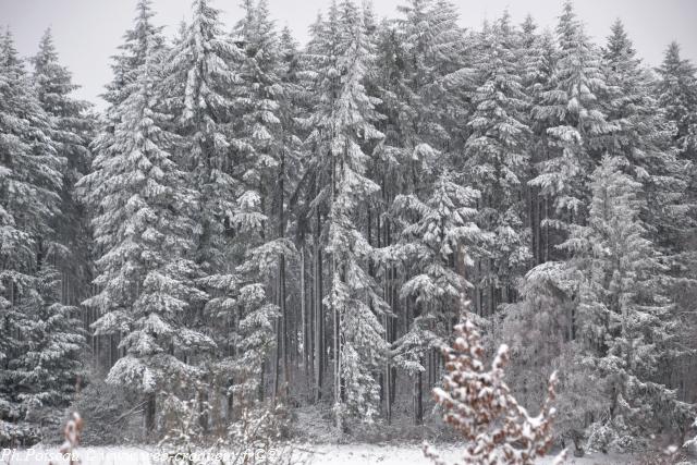 Forêt