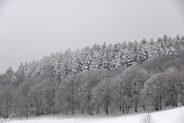 Forêt